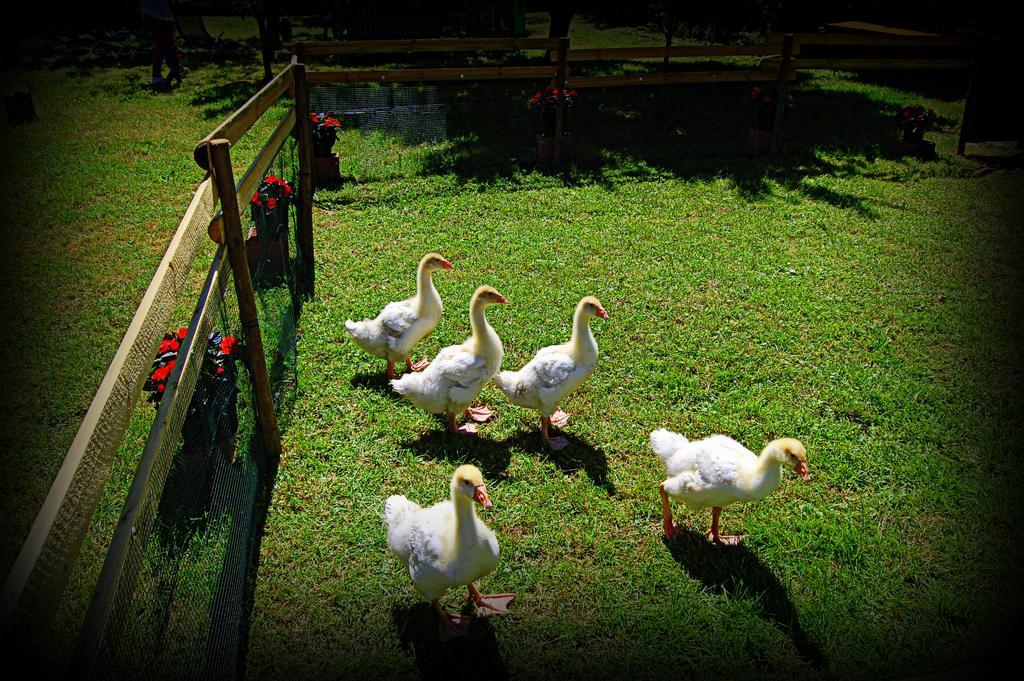 Agriturismo Borgovecchio Romans d'Isonzo Dış mekan fotoğraf